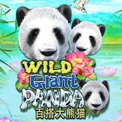 Wild Giant Panda Image